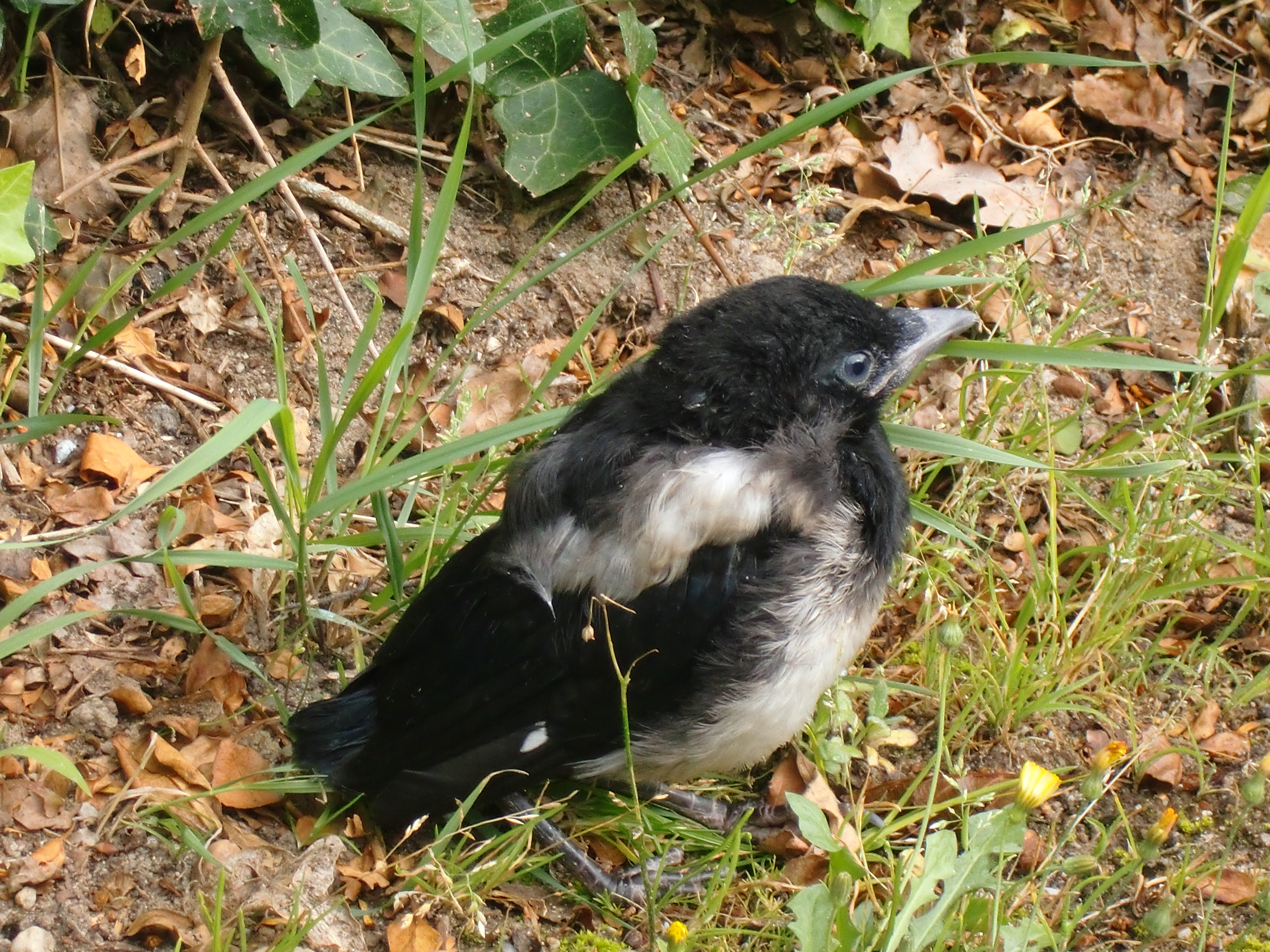 Elster, Elsternjunges